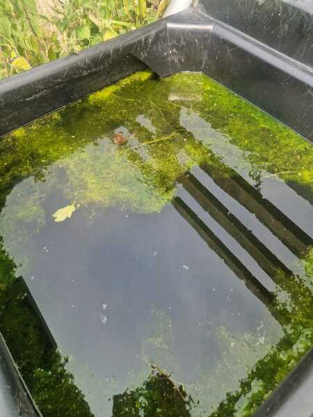 Is this blue green algae?