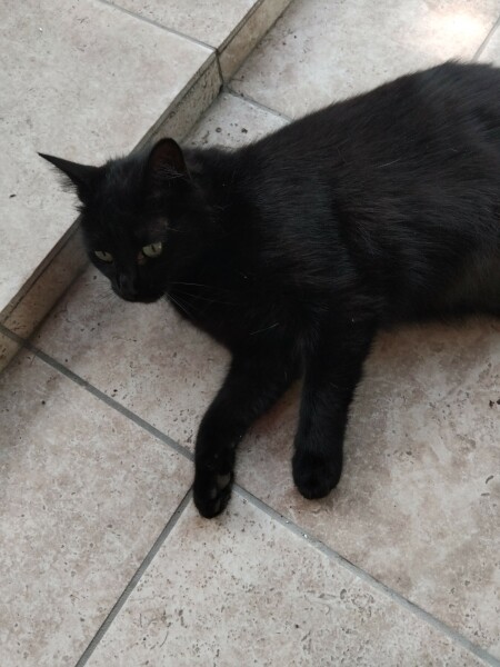 To show you my cat and her kittens for distraction and stress relief purposes?