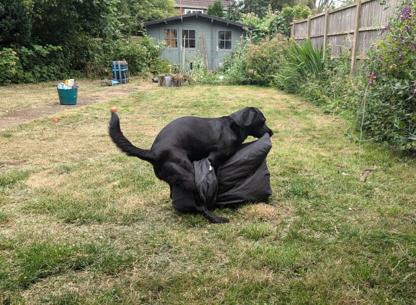 Adolescent Dog Survival Thread - for teenage dirtbags