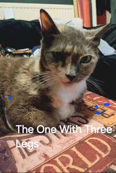 Roond and roond and up and doon - the Excellent Cats roam aboot