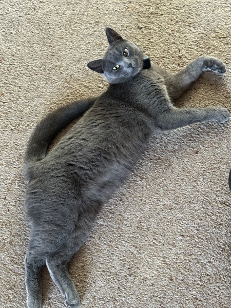 Roond and roond and up and doon - the Excellent Cats roam aboot