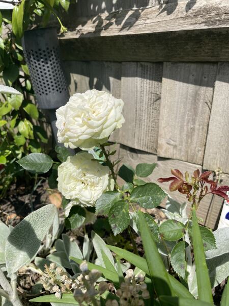 🌹House rose pot plant now massive -advice on what to do!!!