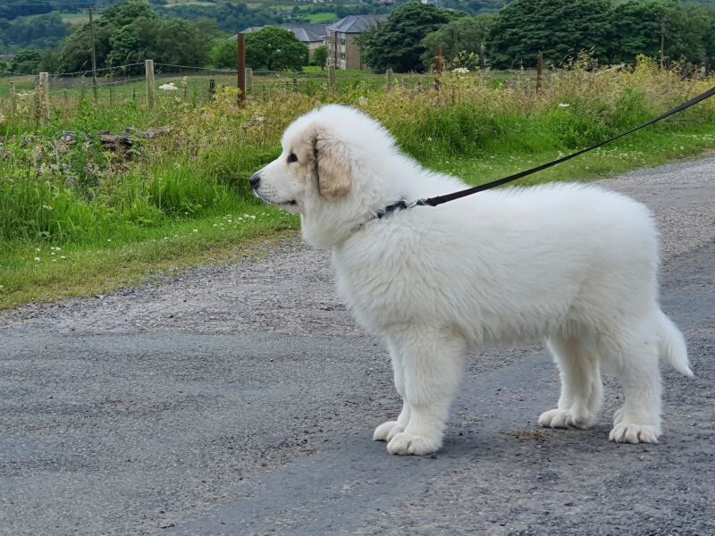 Adolescent Dog Survival Thread - for teenage dirtbags