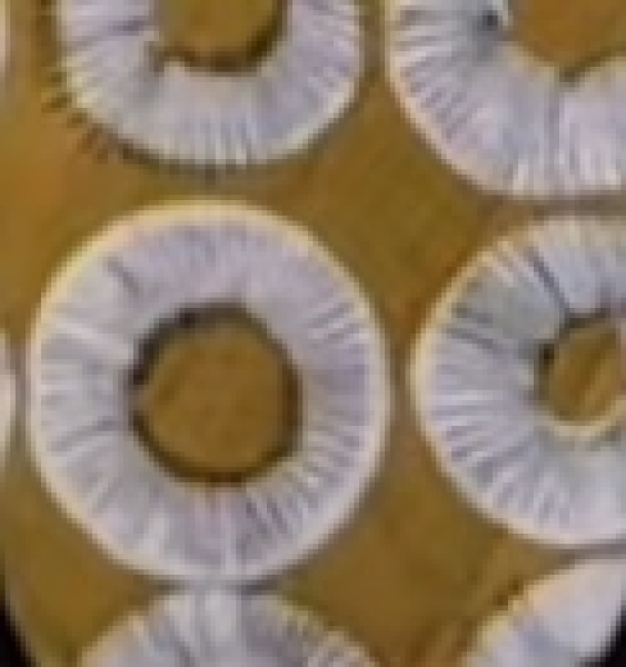 Searching for a fabric. Can anyone identify it?
