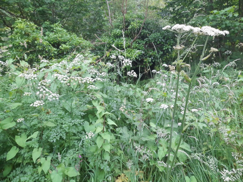 Genuinely upset at this wildflower destruction