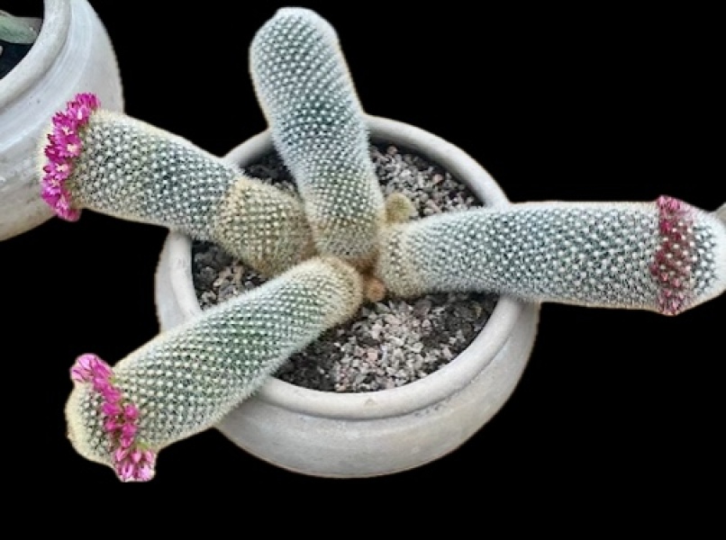 How do I remove sinister Santa outfit from a cactus?