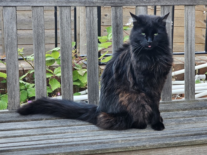 Roond and roond and up and doon - the Excellent Cats roam aboot