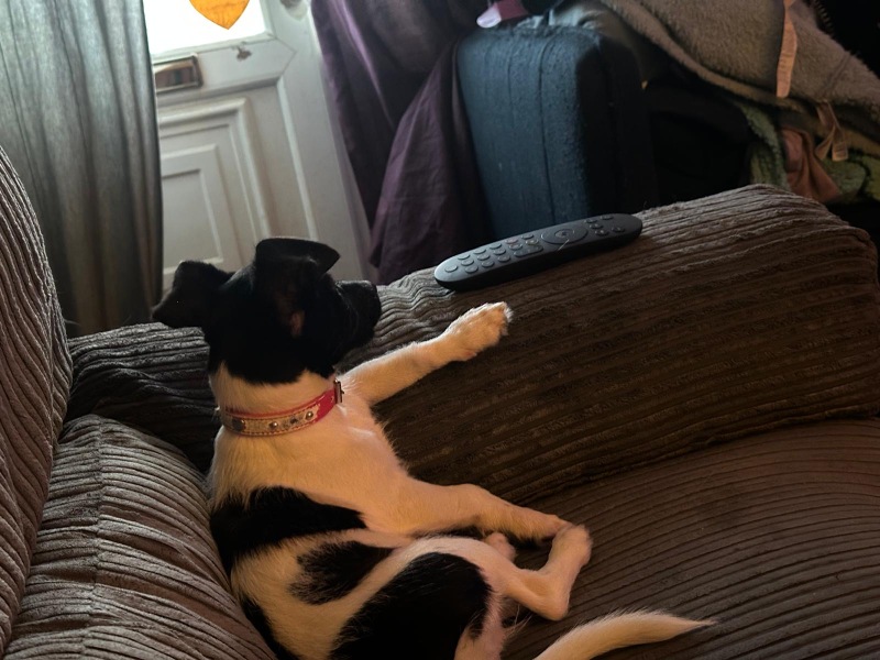 To show you my cat and her kittens for distraction and stress relief purposes?