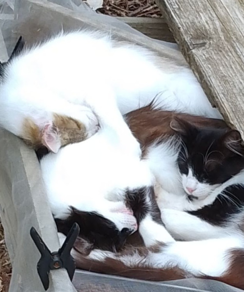 To show you my cat and her kittens for distraction and stress relief purposes?