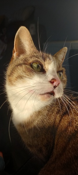 An update on my cat Tiggy 😪