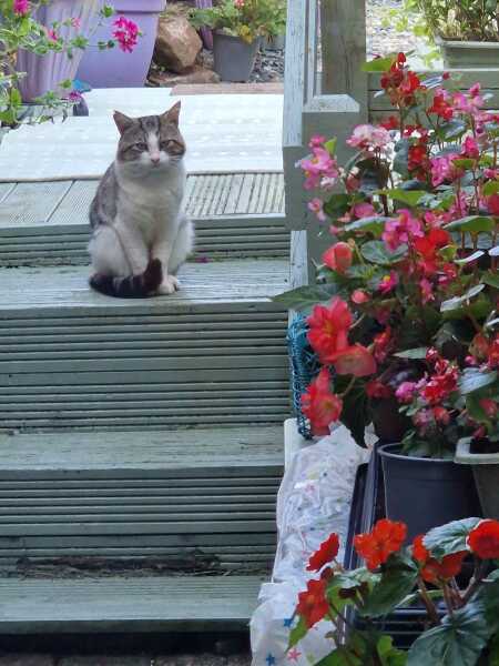 Roond and roond and up and doon - the Excellent Cats roam aboot