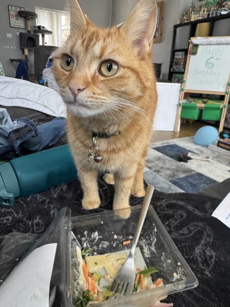 The One after the One where the Excellent Cats posed for a calendar