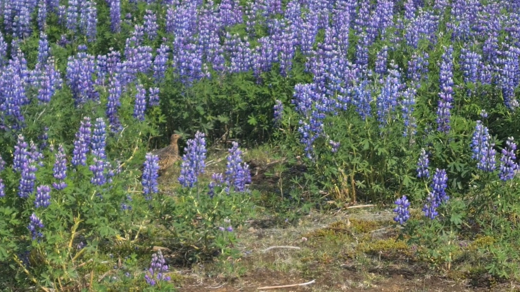 The One after the One where the Excellent Cats posed for a calendar