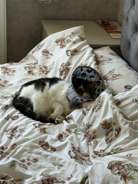 Falling Apart Watching Her Decline – Any Advice for Helping Her Heal? (Cat flu)