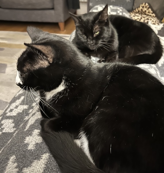 The One after the One where the Excellent Cats posed for a calendar