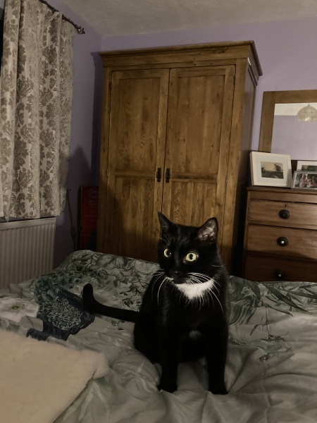 To show you my cat and her kittens for distraction and stress relief purposes?