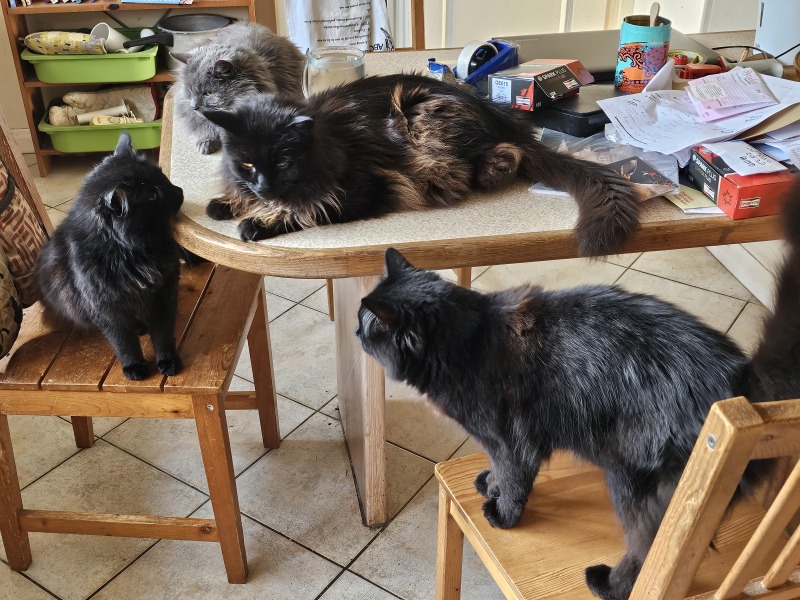 Thread 26 Starmer: Cats, Rebels and Orange Chaos