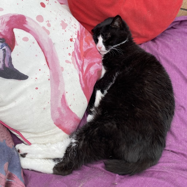 To show you my cat and her kittens for distraction and stress relief purposes?