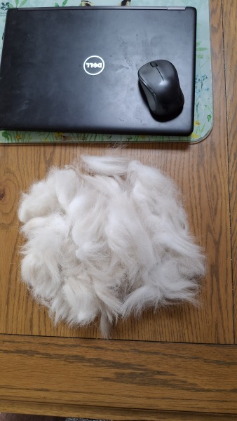 Adolescent Dog Survival Thread - for teenage dirtbags