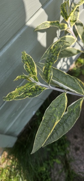 Can anyone identify this disease(?) on my buddleia?
