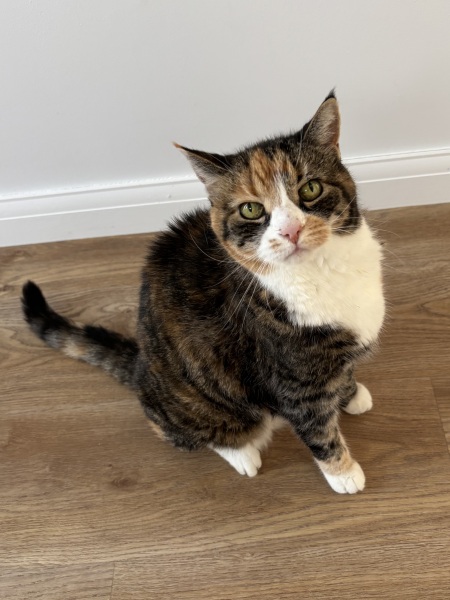 Elderly cat with bothersome teeth