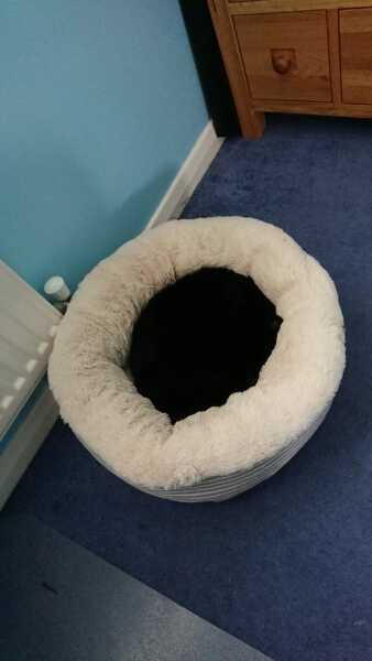 To show you my cat and her kittens for distraction and stress relief purposes?