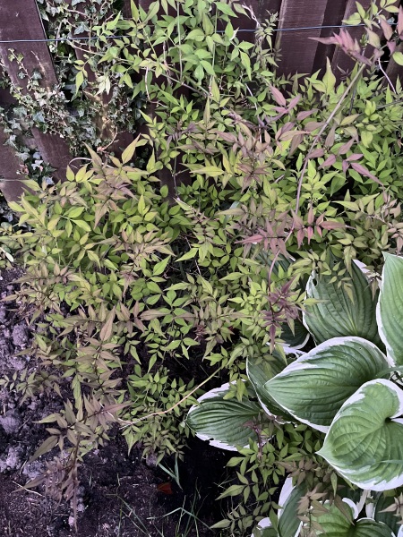 Another plant ID