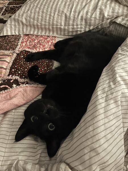 How exhausted are your cats today?