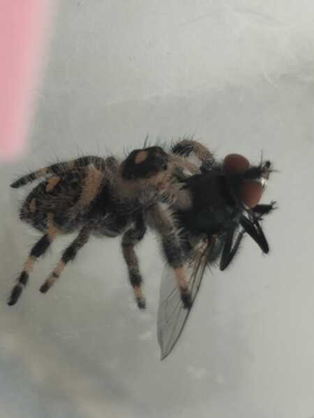 My new jumping spider.