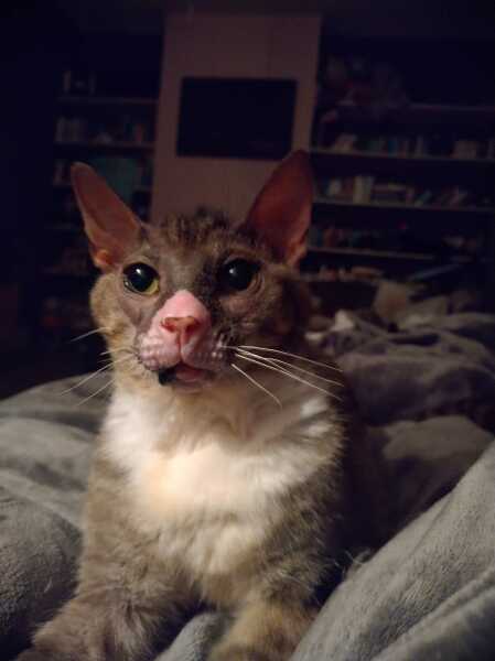 Roond and roond and up and doon - the Excellent Cats roam aboot