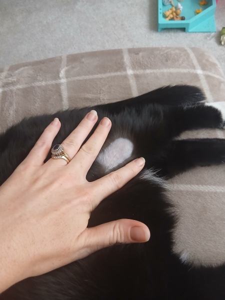 Cats fur please help!