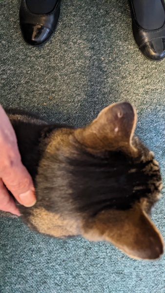 The One after the One where the Excellent Cats posed for a calendar