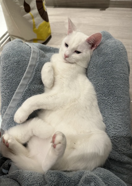 Roond and roond and up and doon - the Excellent Cats roam aboot