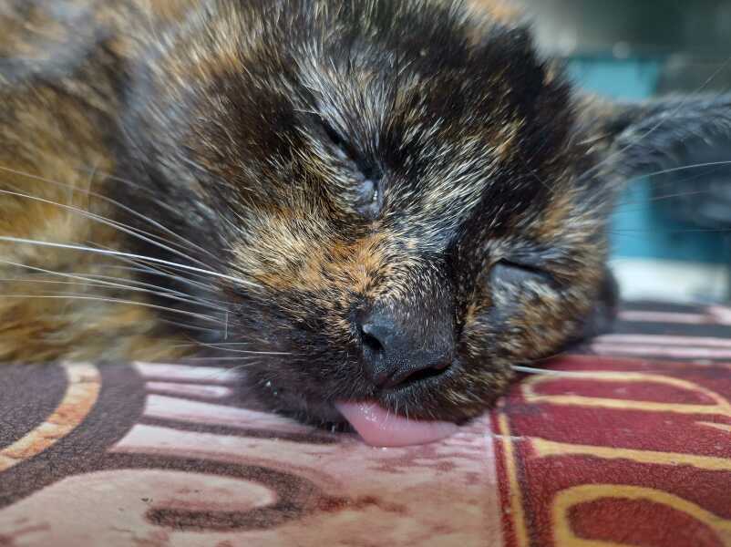 Roond and roond and up and doon - the Excellent Cats roam aboot