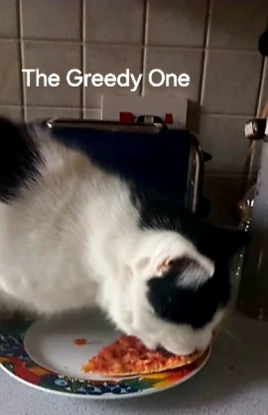 Roond and roond and up and doon - the Excellent Cats roam aboot