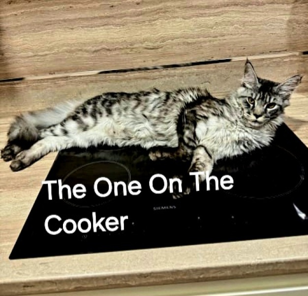 The One after the One where the Excellent Cats posed for a calendar