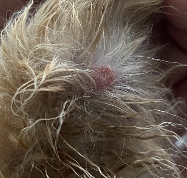 Ticks
