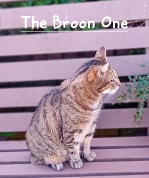 Roond and roond and up and doon - the Excellent Cats roam aboot