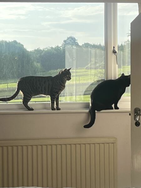 Do you ever look at your cats and wonder what's going on in their tiny fluffy heads?