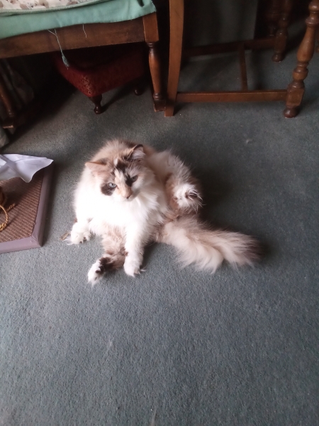 Roond and roond and up and doon - the Excellent Cats roam aboot