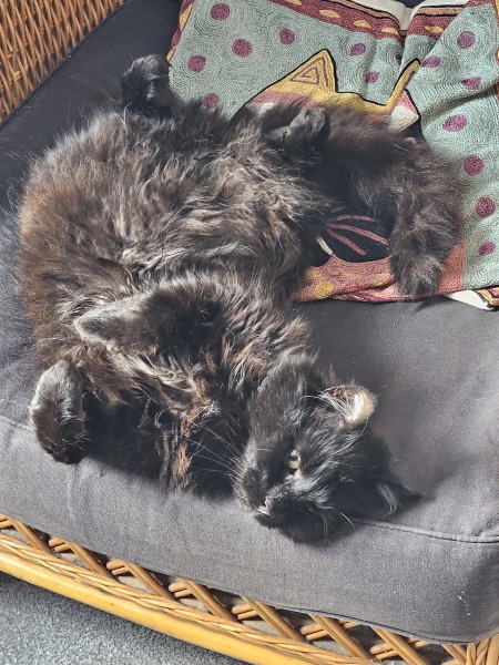 Roond and roond and up and doon - the Excellent Cats roam aboot