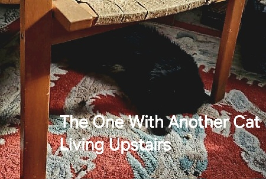 Roond and roond and up and doon - the Excellent Cats roam aboot