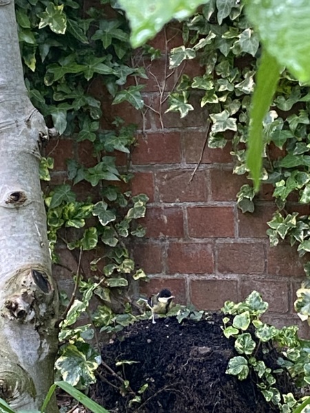 What British wildlife are you hoping to see this year?