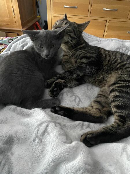 Kitten pees and poos - help!