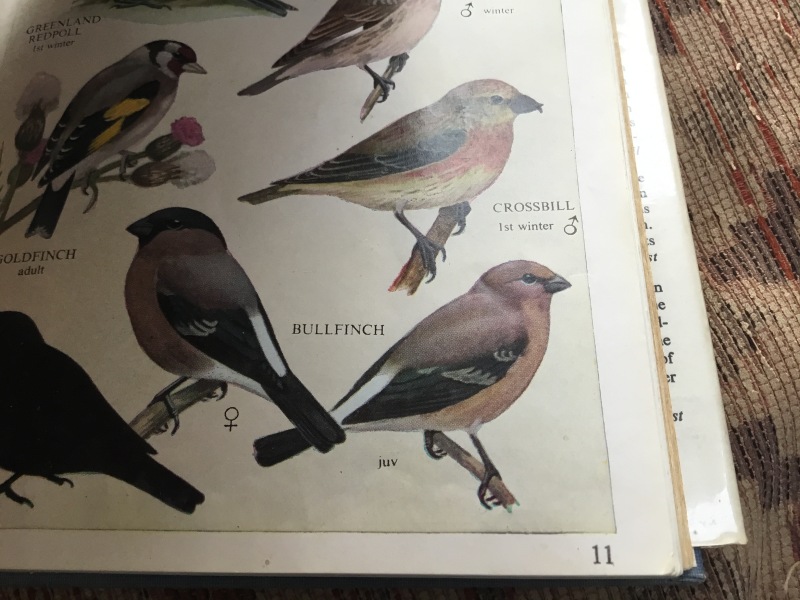 What’s this bird?