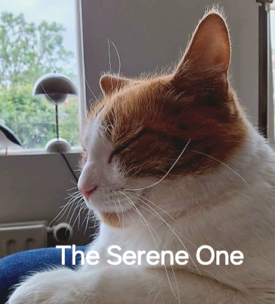 Roond and roond and up and doon - the Excellent Cats roam aboot