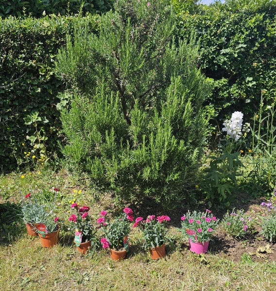 Dianthus and carnation border