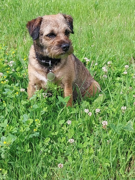 Small dog breed recommendations