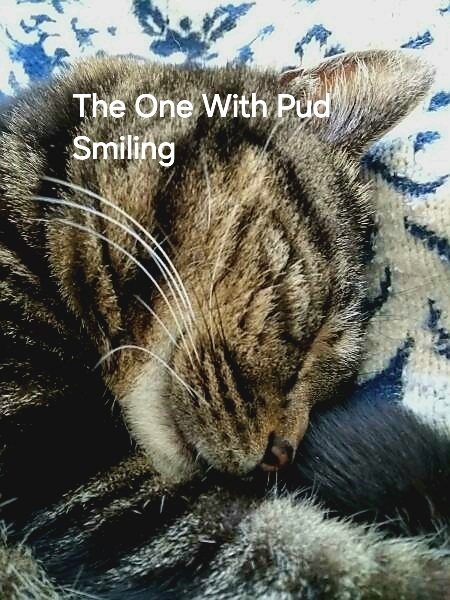 Roond and roond and up and doon - the Excellent Cats roam aboot