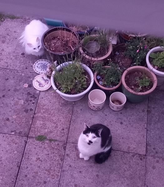 Roond and roond and up and doon - the Excellent Cats roam aboot